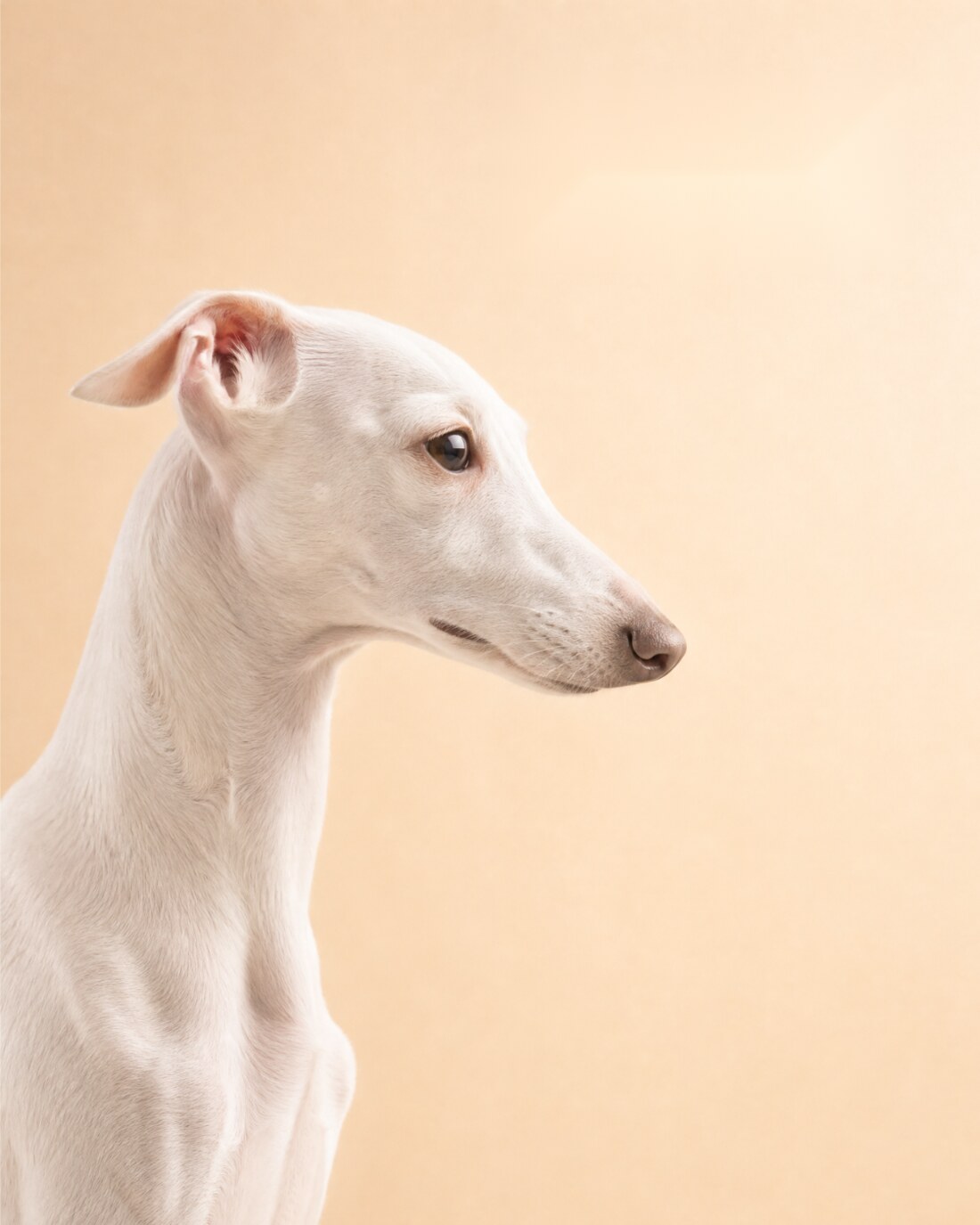 Exclusive Dog Care Marbella
