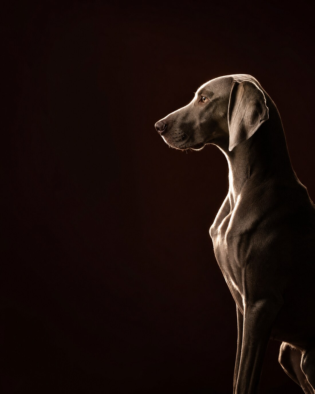 Styling by hand, with the technique each breed calls for.