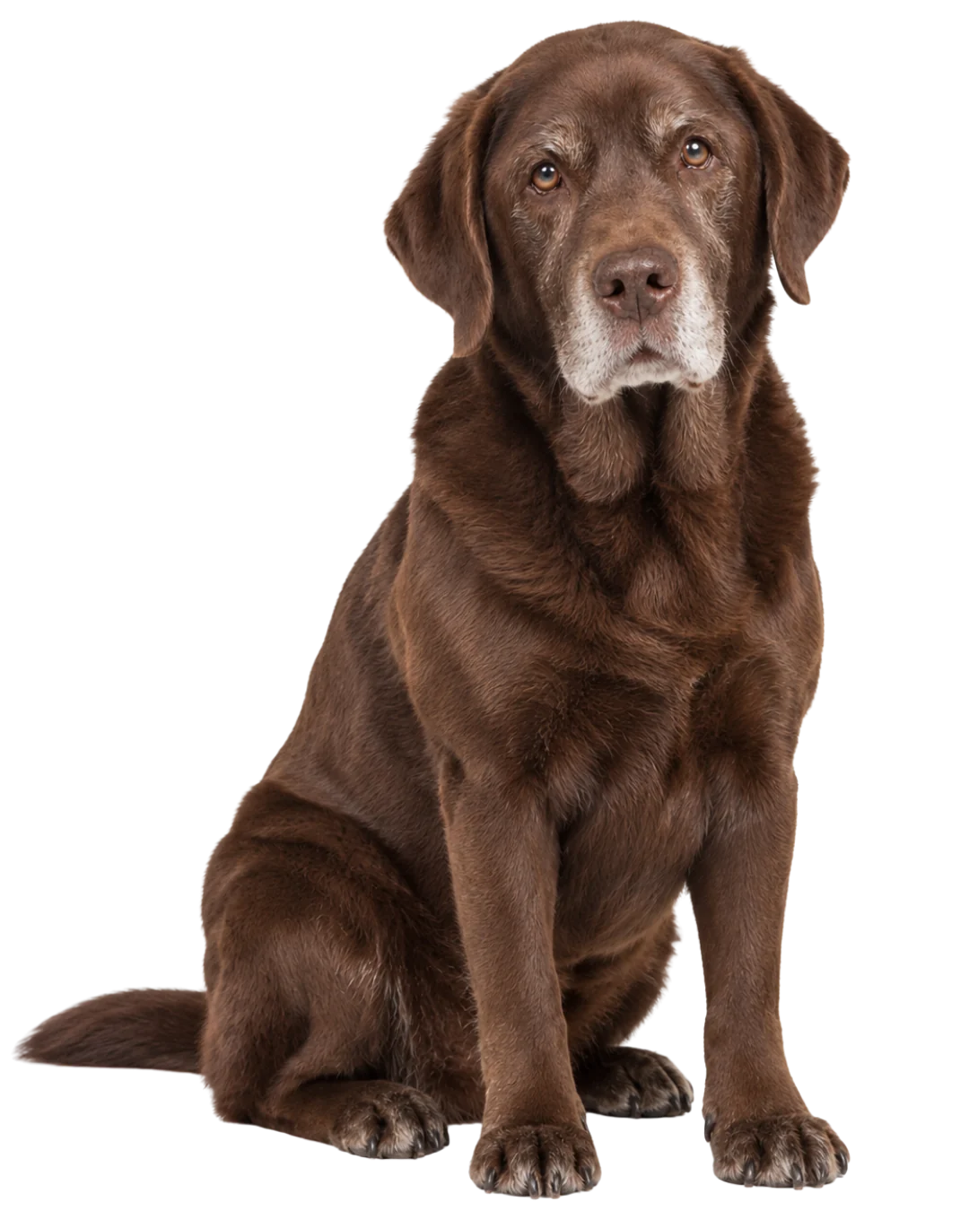 Senior Labrador, portrait