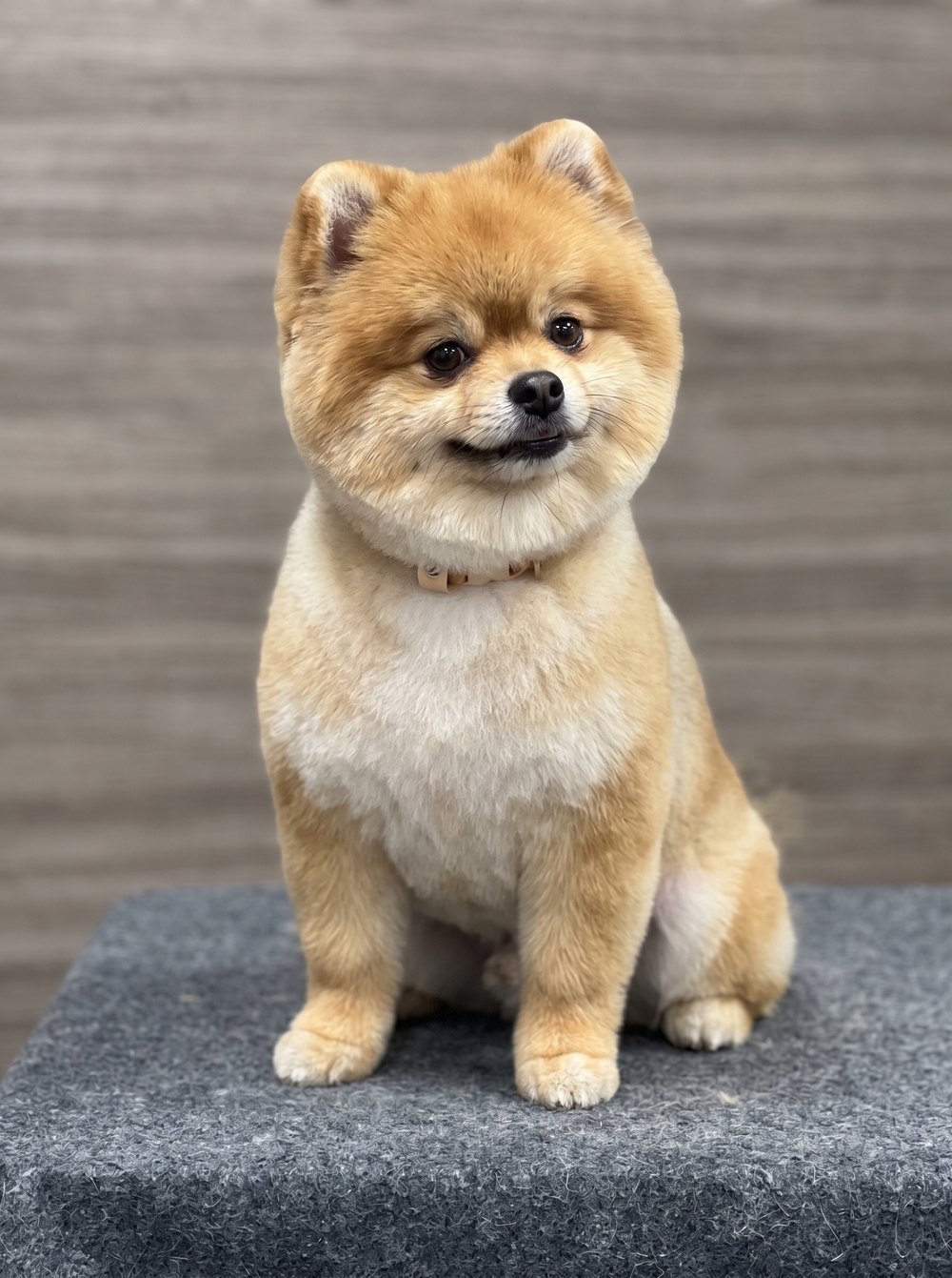 Example of a "Boo" cut on a Pomeranian