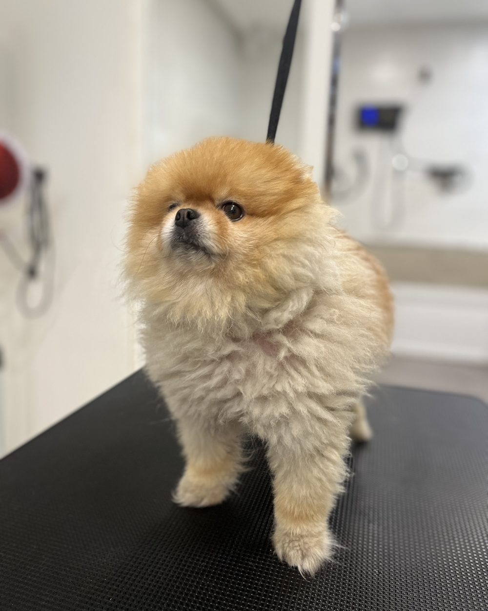 Rolo before his coat recovery