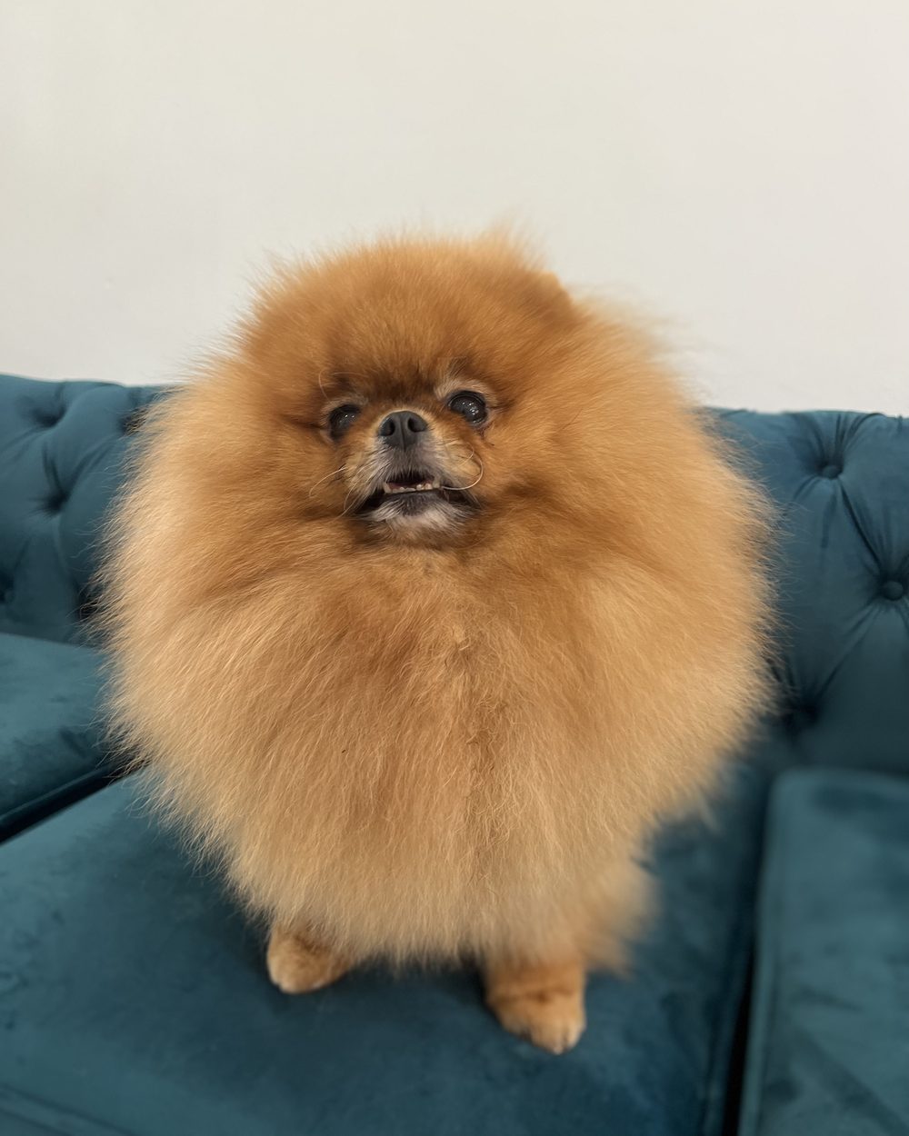 Rolo after his coat recovery