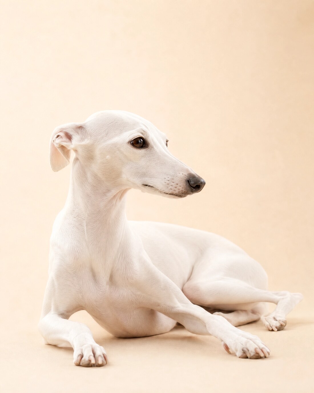 Exclusive Dog Care — Day Care