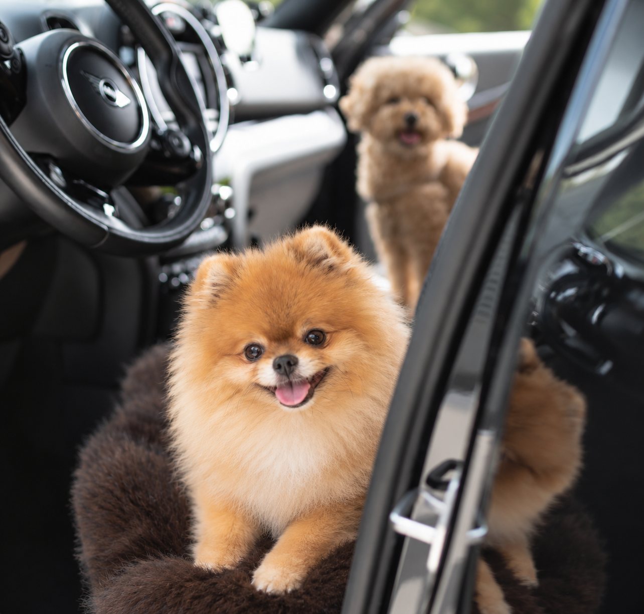 Exclusive Dog Care — Home Pick-up