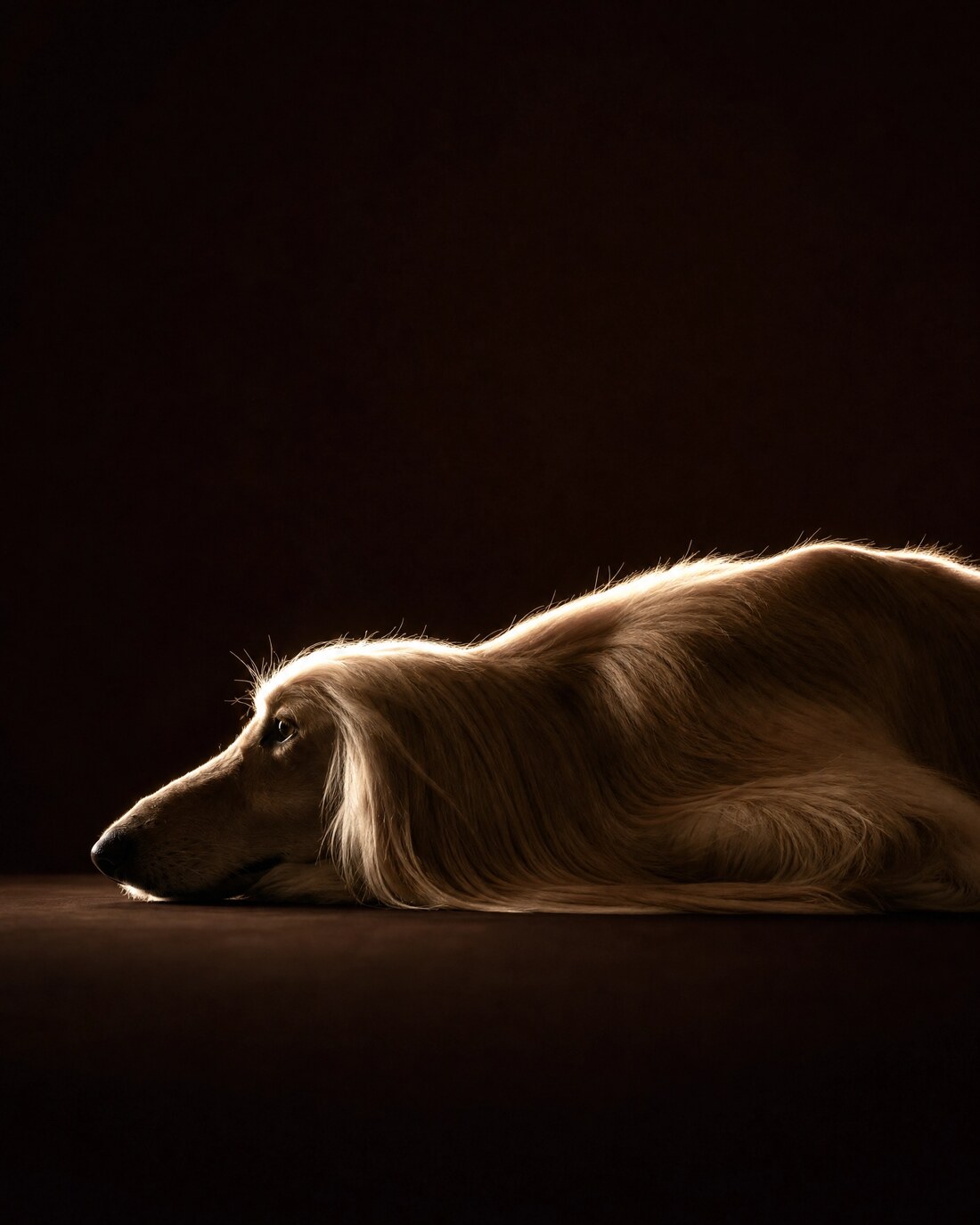 Exclusive Dog Care — Spa & Wellness
